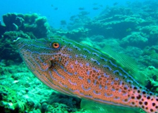 Encuentros submarinos únicos 